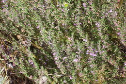 Image of Micromeria graeca (L.) Benth. ex Rchb.