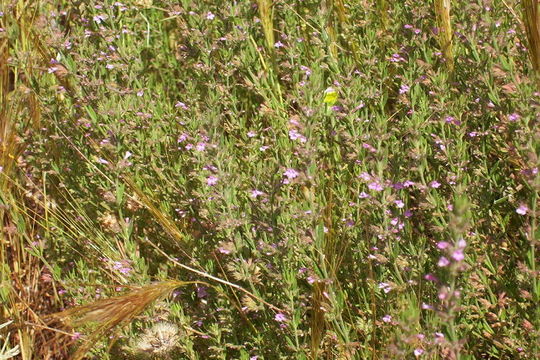 Image of Micromeria graeca (L.) Benth. ex Rchb.