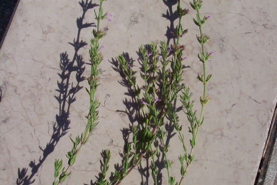 Image of Micromeria graeca (L.) Benth. ex Rchb.