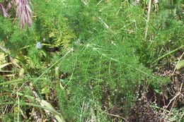 Image of sweet fennel