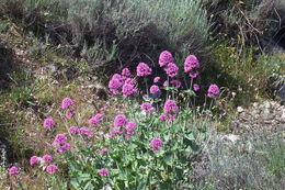 Image of Red Valerian