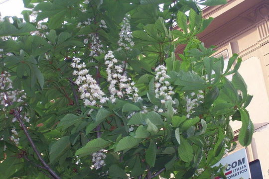 Imagem de Aesculus hippocastanum L.