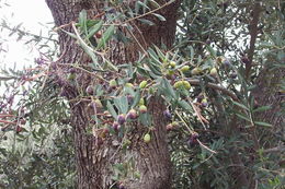 Image of olive tree