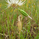 Image of Sierra foothill silverpuffs