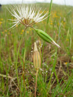 Image of Sierra foothill silverpuffs