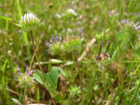 Image of thimble clover