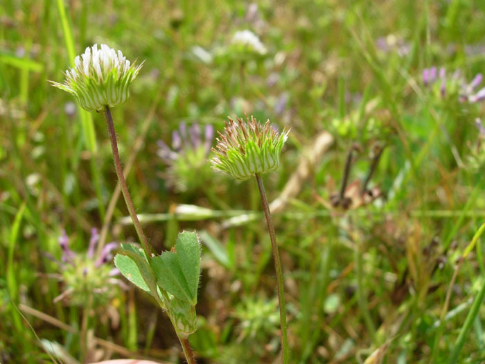 Слика од Trifolium microdon Hook. & Arn.