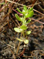 <i>Anagallis minima</i> resmi