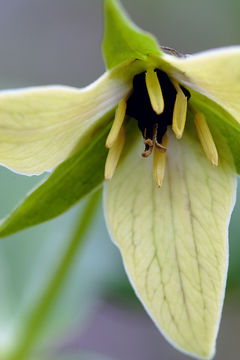 Image of red trillium