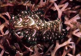 Image of Elegant flatworm