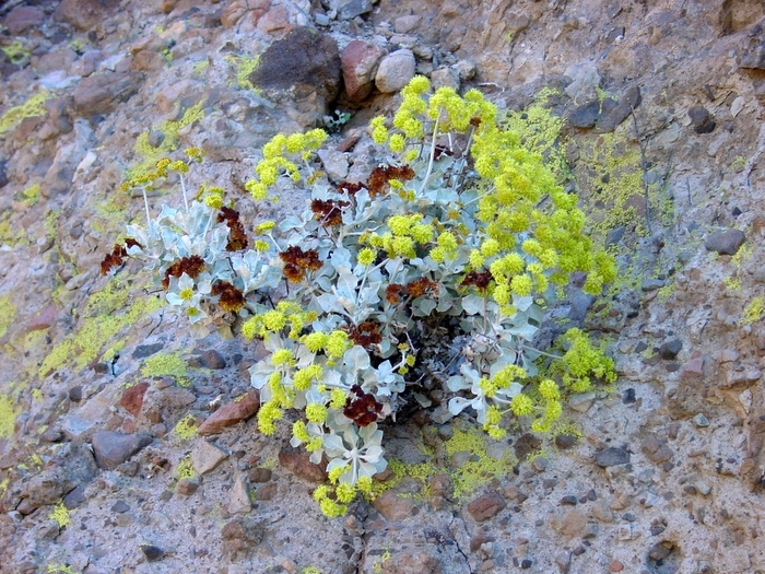 Image of Conejo buckwheat