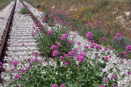 Image of Red Valerian