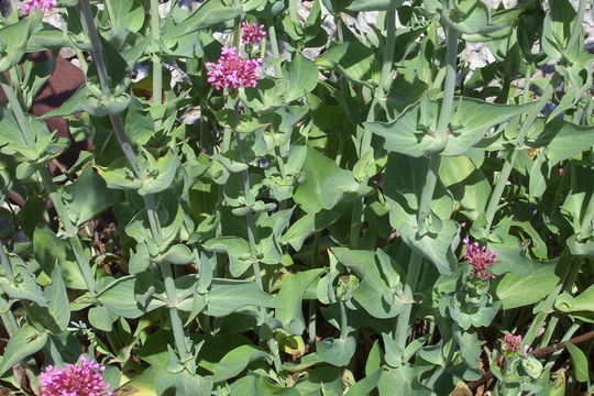 Image of Red Valerian