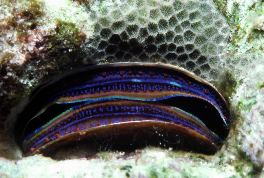 Image of Coral clam
