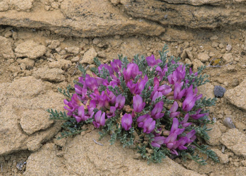 Sivun Astragalus humillimus A. Gray kuva