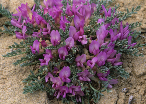 Sivun Astragalus humillimus A. Gray kuva