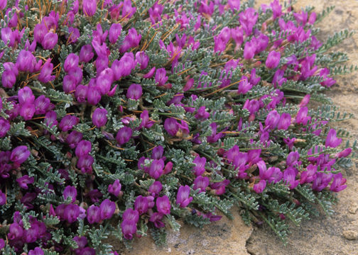 Imagem de Astragalus humillimus A. Gray