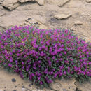 Astragalus humillimus A. Gray resmi