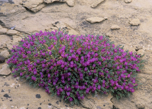 Imagem de Astragalus humillimus A. Gray