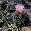 Plancia ëd Pediocactus knowltonii L. D. Benson