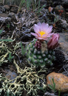 Plancia ëd Pediocactus knowltonii L. D. Benson