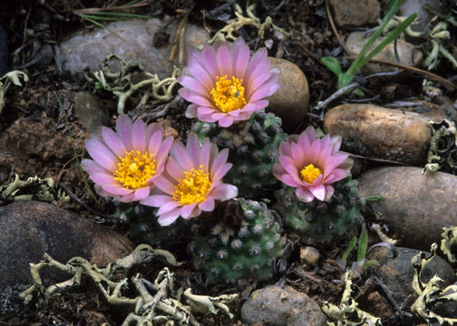 Plancia ëd Pediocactus knowltonii L. D. Benson