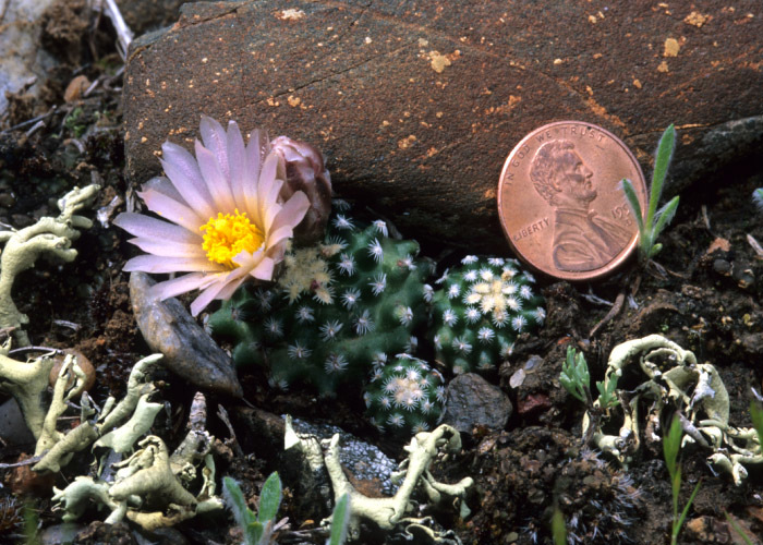 Plancia ëd Pediocactus knowltonii L. D. Benson