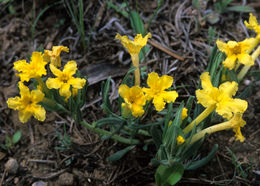 Image of narrowleaf stoneseed