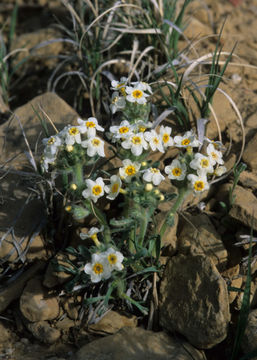 Plancia ëd <i>Cryptantha paradoxa</i>