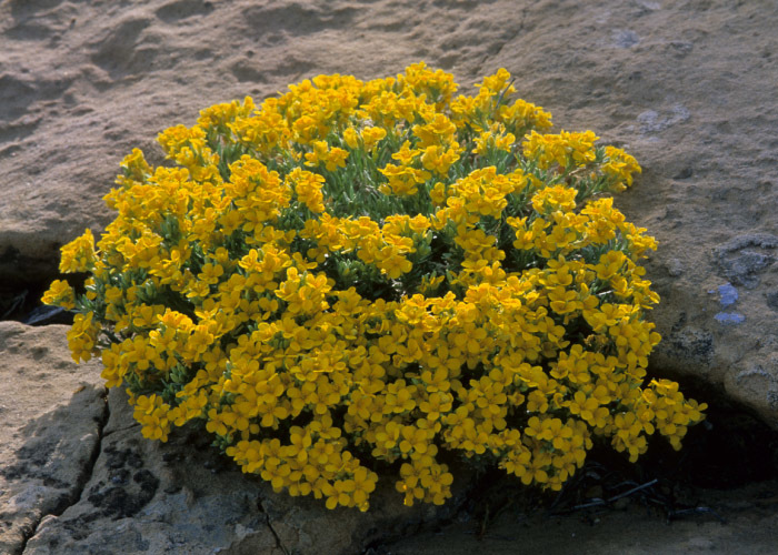 Слика од Physaria fendleri (A. Gray) O'Kane & Al-Shehbaz