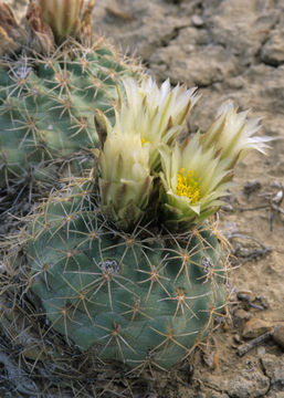 Image of Mesa Verde Cactus