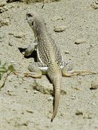 Image of Northern Desert Iguana