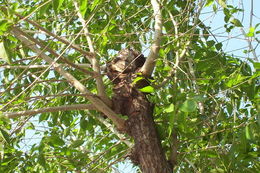 Image of Small-leaved Elm