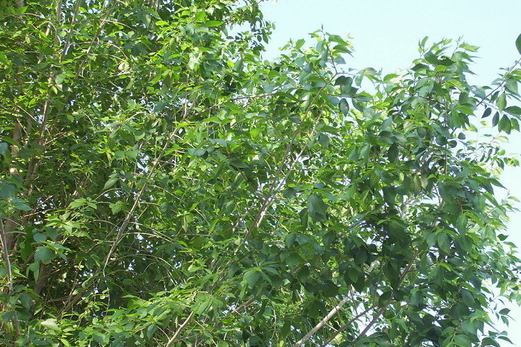 Image of Small-leaved Elm