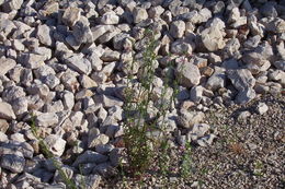 Image of linearleaf snapdragon