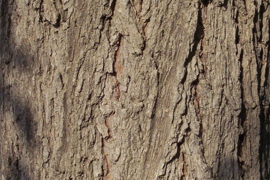 Image of Small-leaved Elm