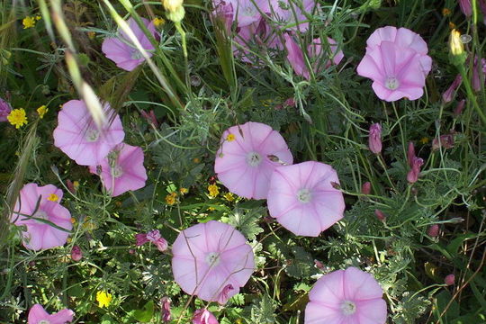 Image of mallow bindweed