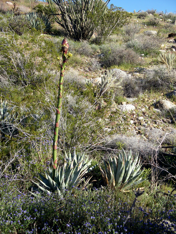 Image of Century Plant or Maguey