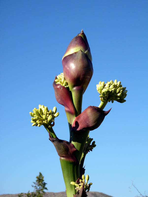 Image of Century Plant or Maguey