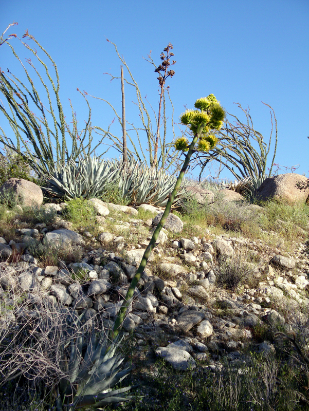 Image of Century Plant or Maguey