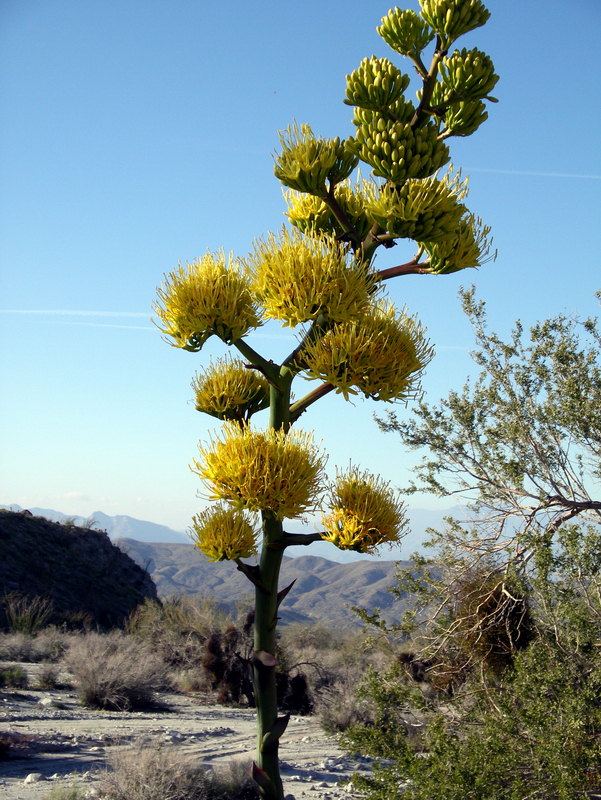 Image of Century Plant or Maguey