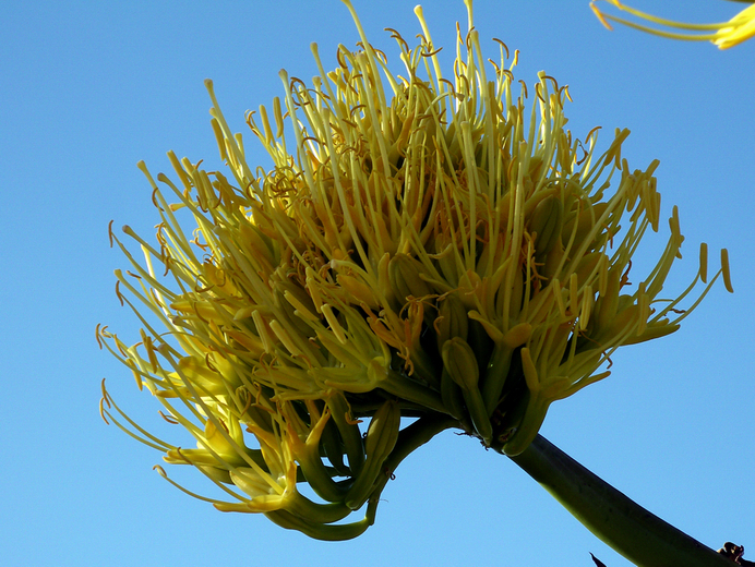 Image of Century Plant or Maguey