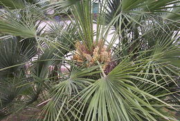 Image of Mediterranean Fan Palm