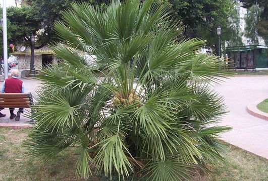 Image of Mediterranean Fan Palm