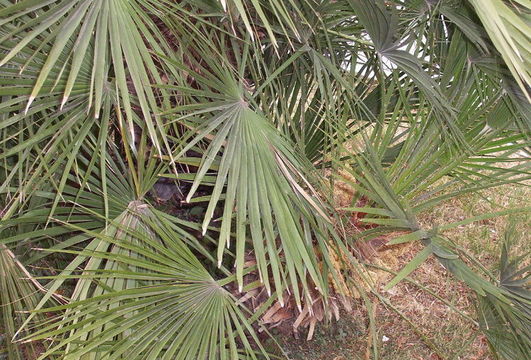 Image of Mediterranean Fan Palm