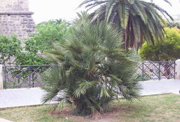 Image of Mediterranean Fan Palm