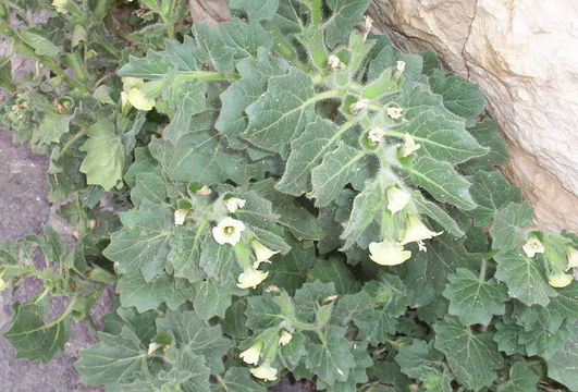 Image of white henbane