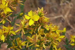 Image of St John's wort