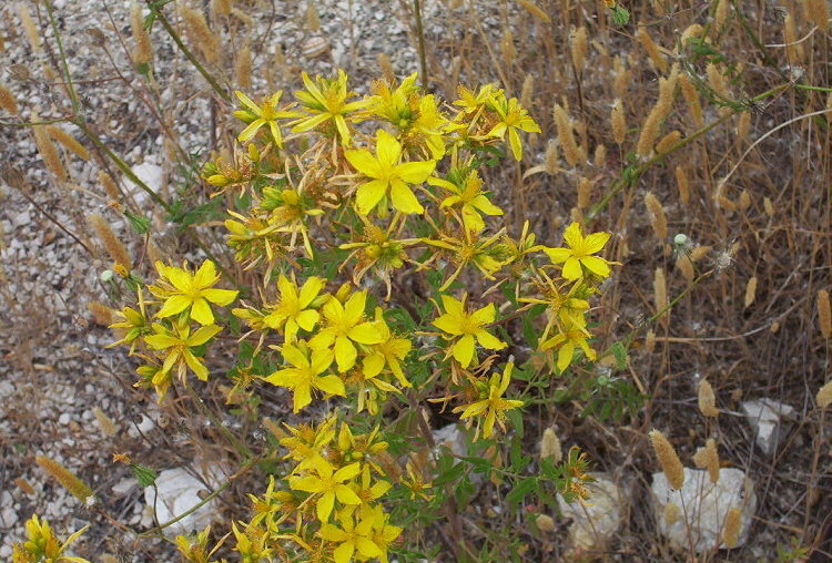 Image of St John's wort