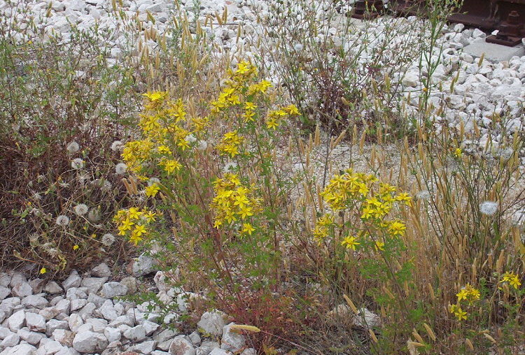 Image of St John's wort